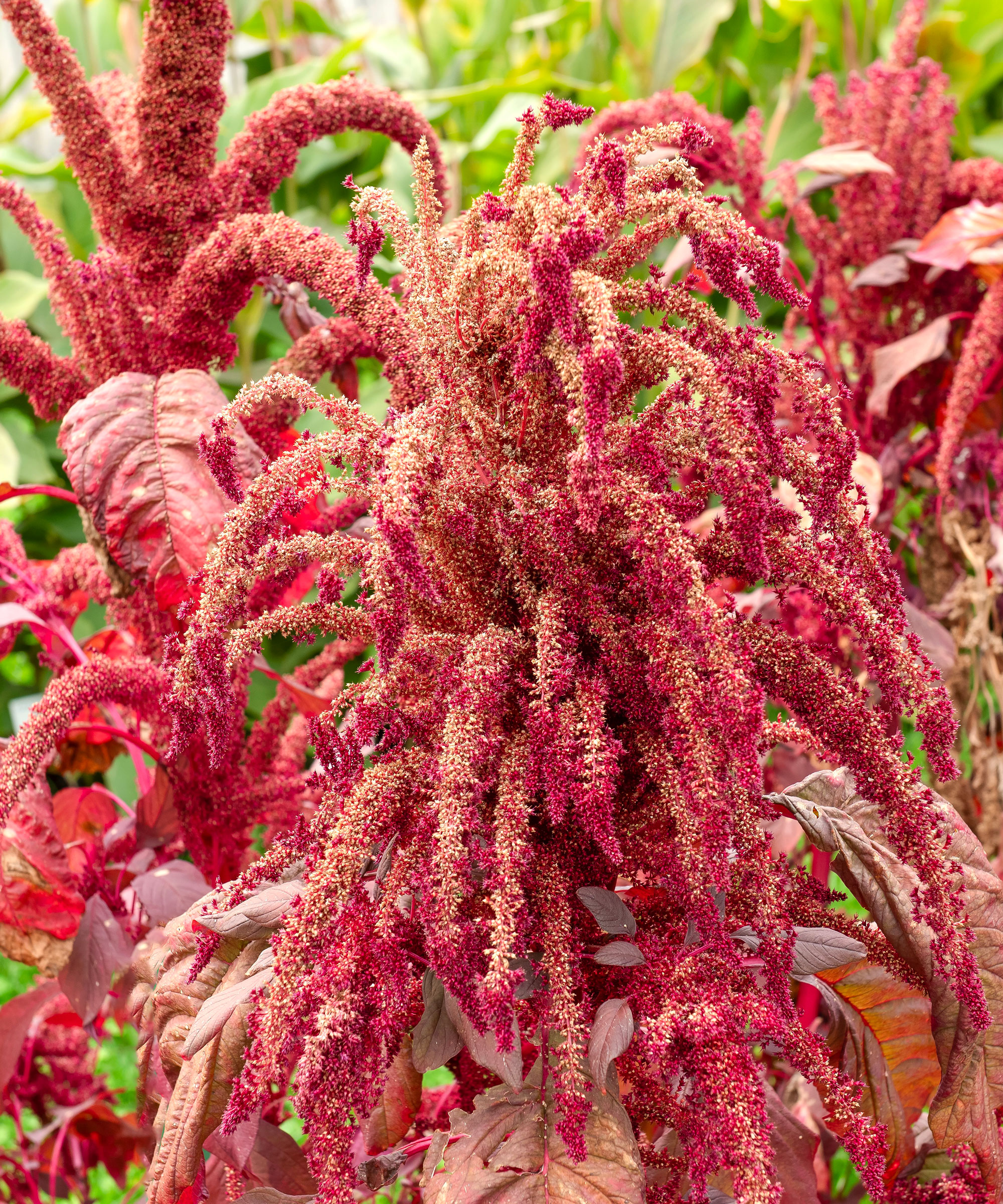 amaranthus plants with plentiful red and gold grain heads