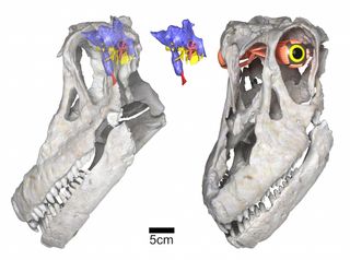 Using modern technology, the team reconstructed the skull, brain and eye of Sarmientosaurus musacchio.