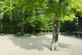 Zen garden ideas: tree surrounded by pale gravel in Zen garden