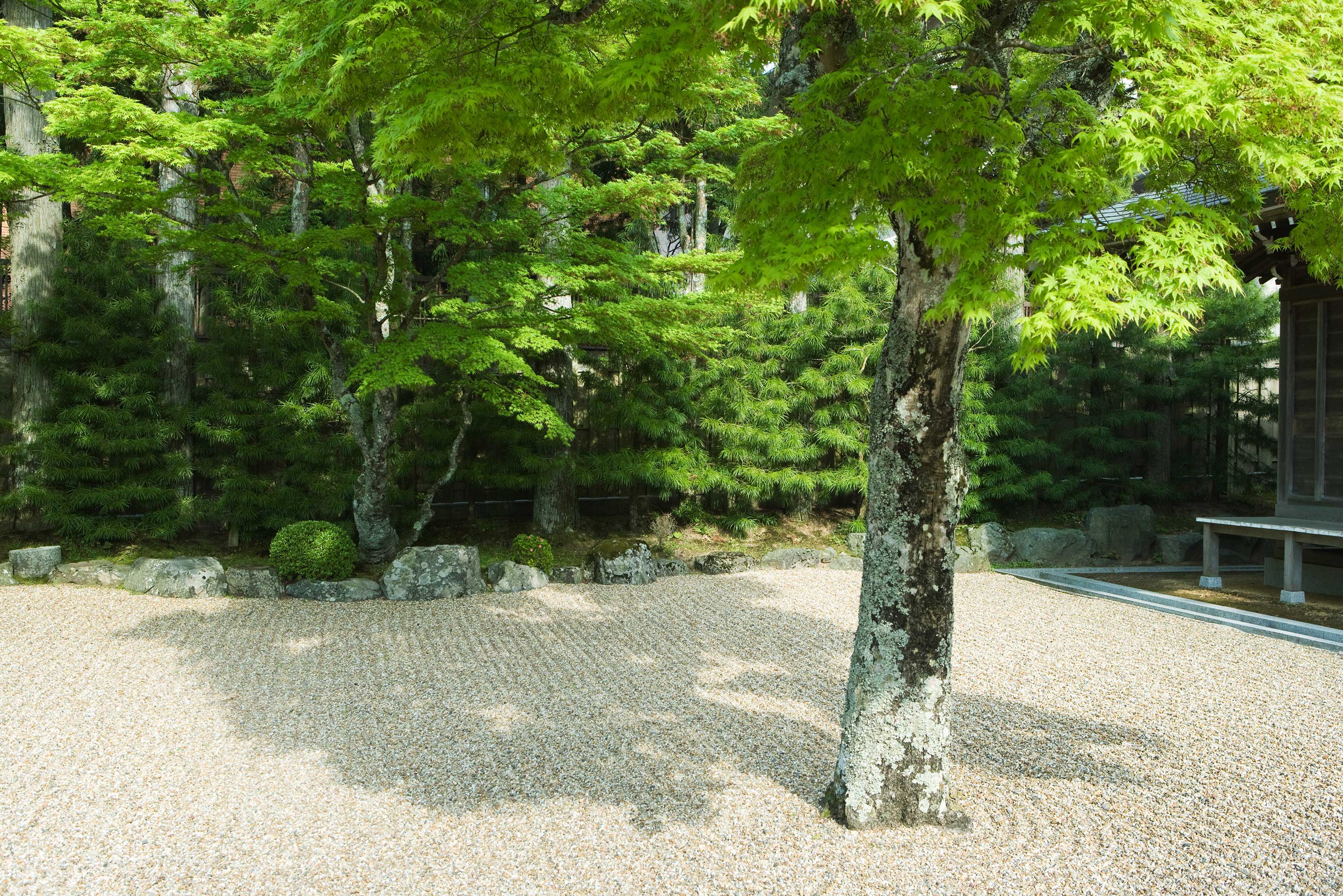 Zen garden ideas: tree surrounded by pale gravel in Zen garden
