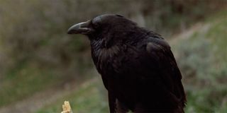 crow in THe Stand 1994 miniseries