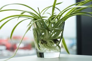 Spider plant propagated in water