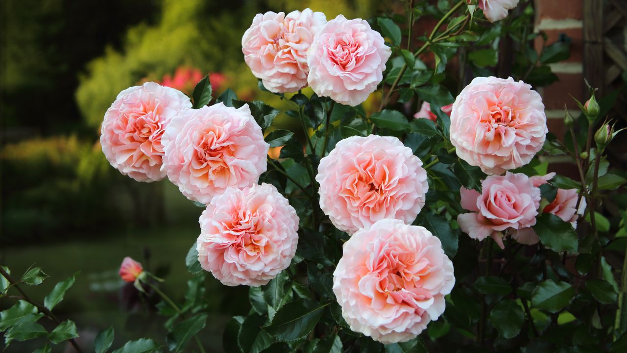 Pink roses in a garden