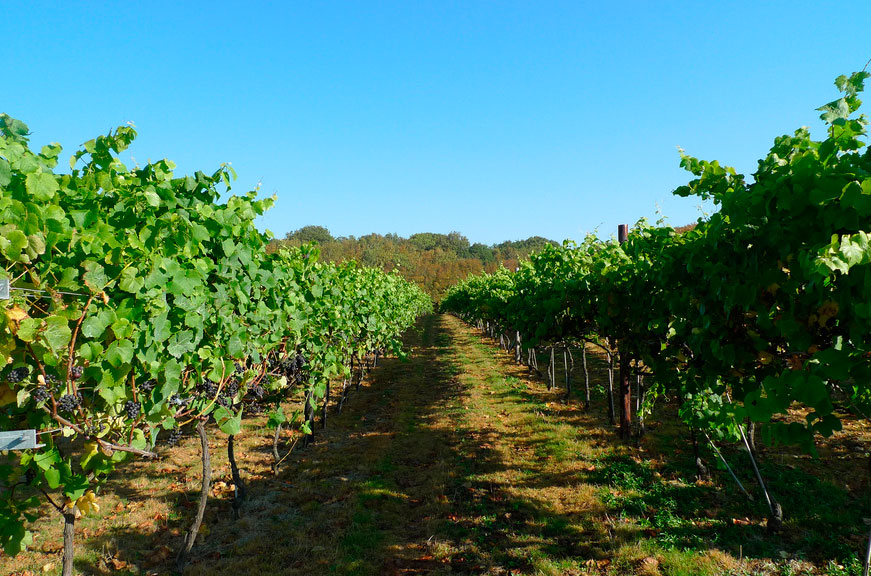 English wine sales, Biddenden Vineyard, Ewan Munro