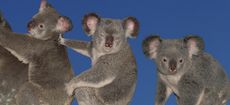 A group photo of koala bears