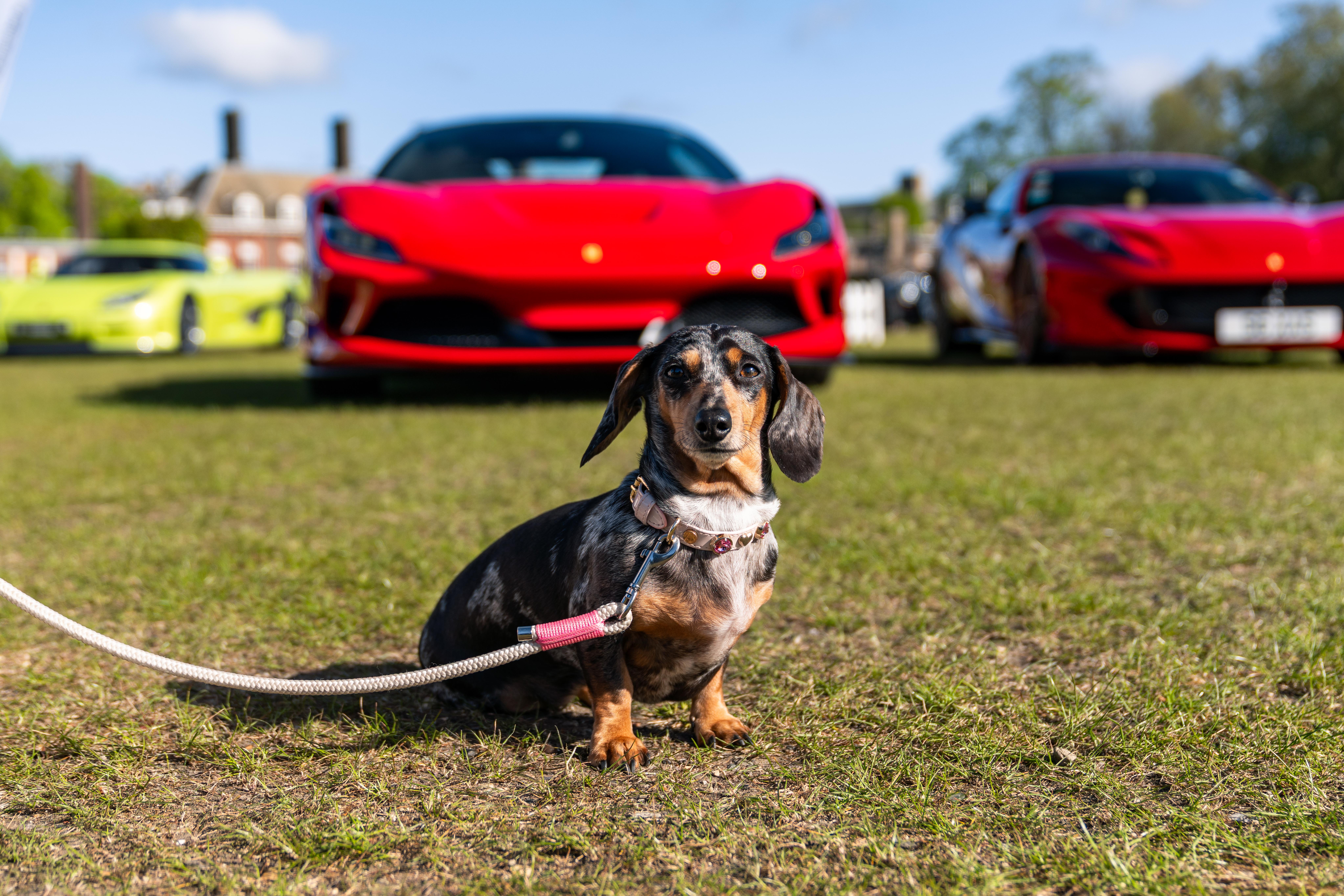 A sausage dog in front of some ferraris