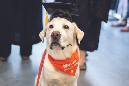 Moose in his graduation cap.