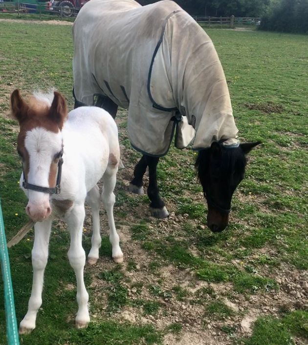 RSPCA-orphan-foal-2