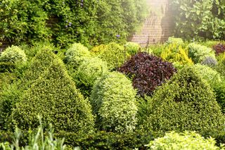 A garden full of evergreen shrubs