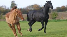 Two mares pulling moody faces in a field