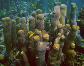 Pillar coral stand in the Upper Keys with blue-headed wrasse (yellow fish). 
