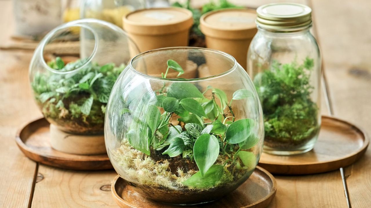 Closed and open terrariums on a table 