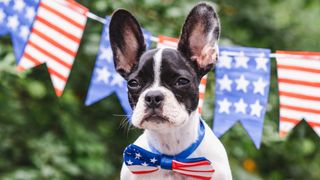 French bulldog with US flag bowtie
