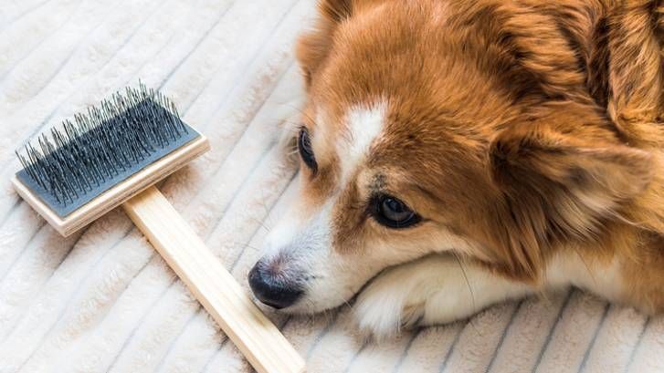 How to brush a dog that hates being brushed | PetsRadar