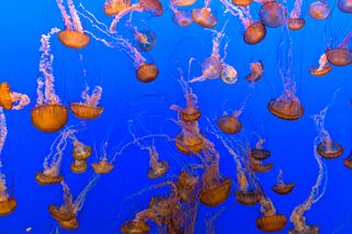 Jellyfish at Monterey Bay Aquarium