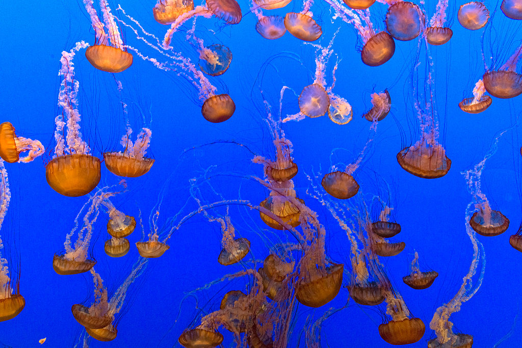 Jellyfish at Monterey Bay Aquarium