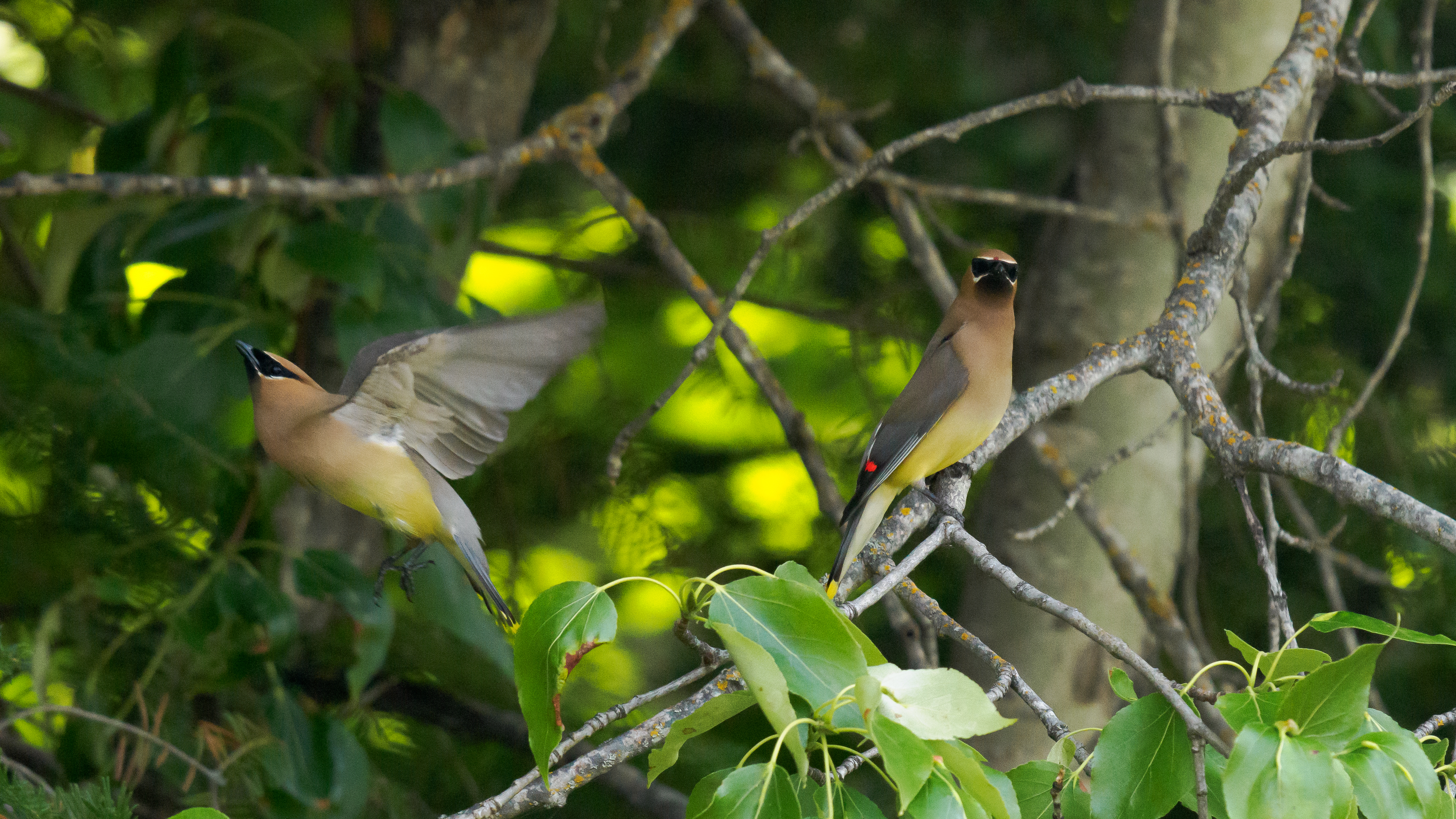 A flash of movement caught my eye. When I looked out my window, I grabbed my wildlife camera gear and started running