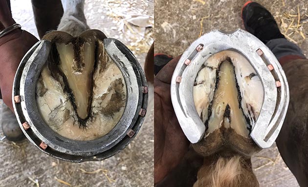 Grand-National-best-shod