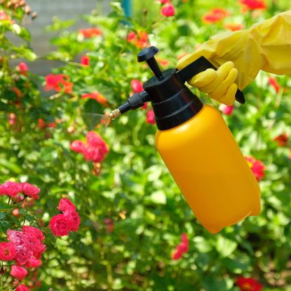 Insecticidal soap spray used on roses