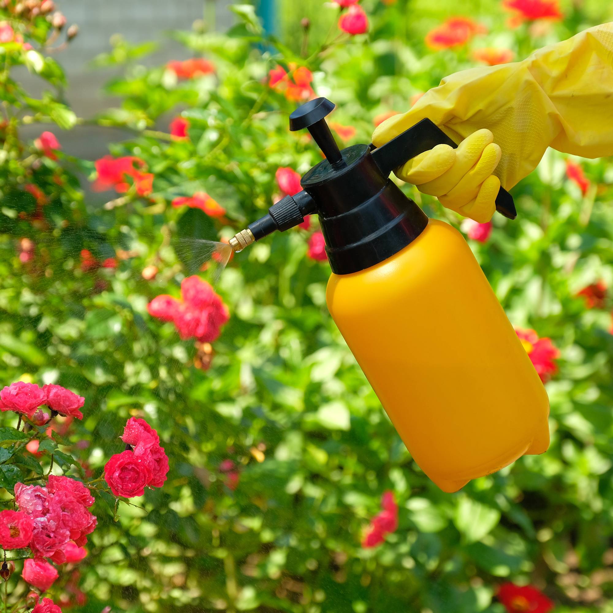 Insecticidal soap spray used on roses