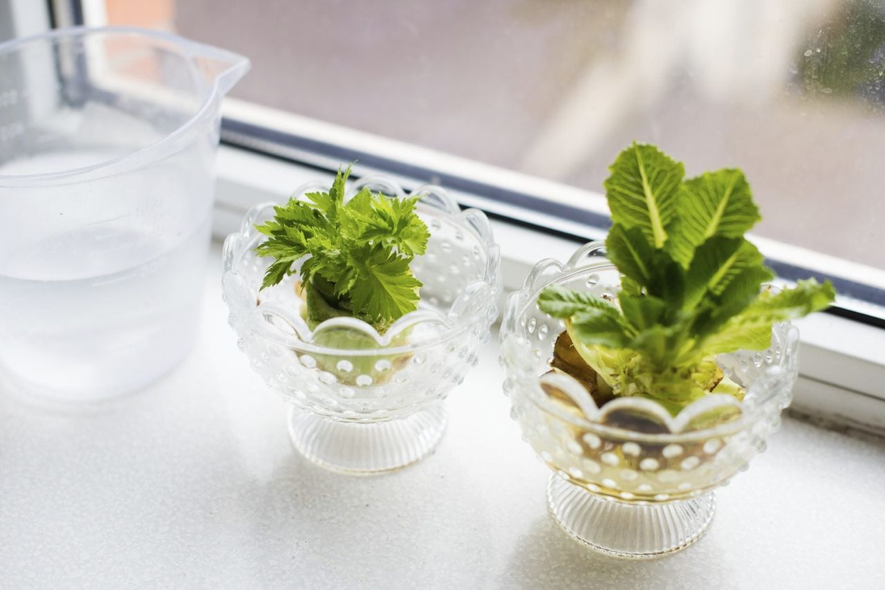 Rooted Vegetables In Jars Of Water On A Windowsill