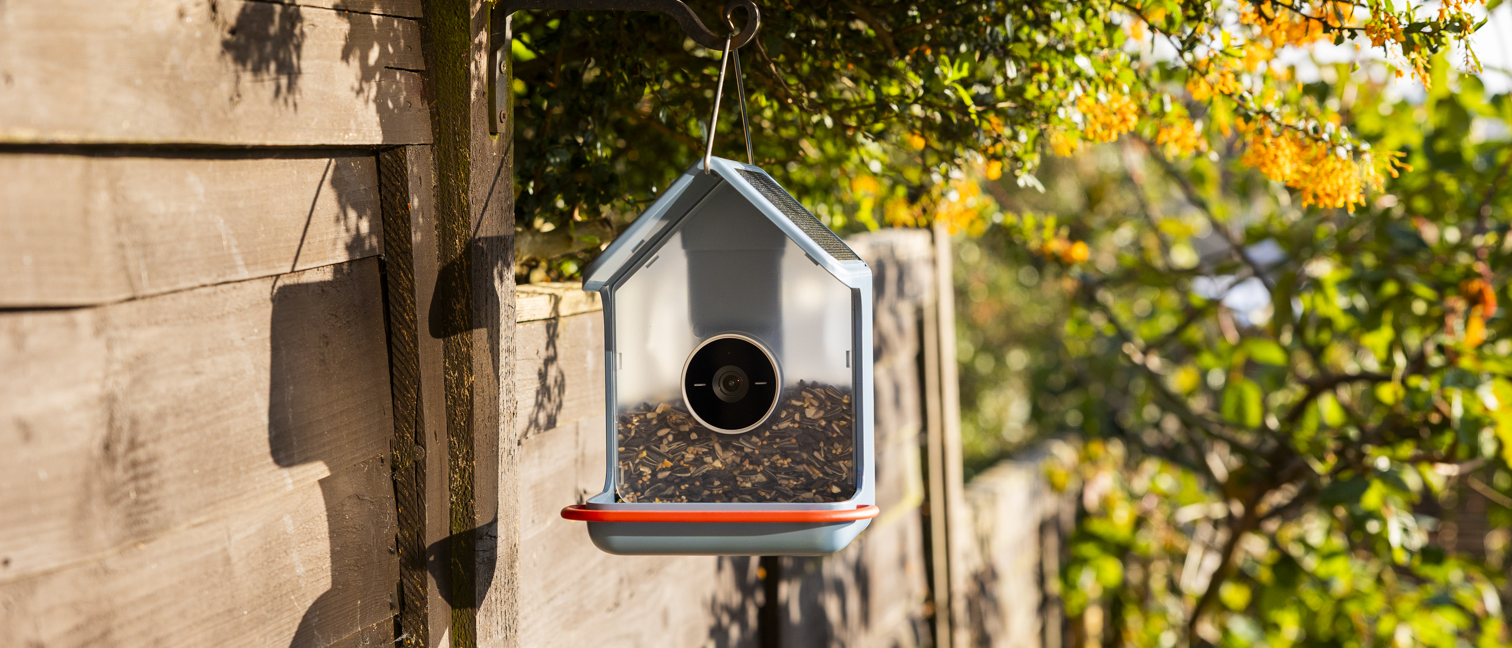 The Bird Buddy 2 feeder hanging in a sunny garden next to a brown fence