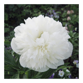 A white peony in bloom