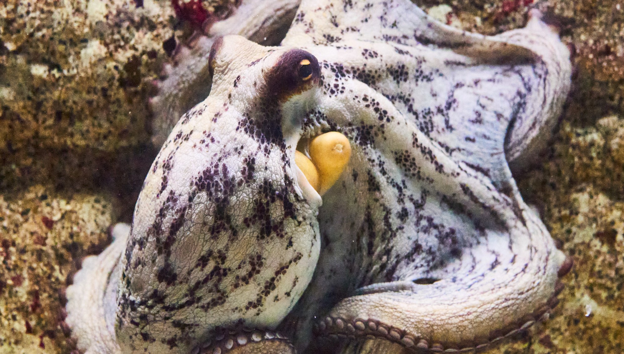 An octopus moves over a coral reef.