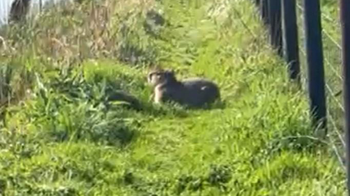 Escaped capybara sighting