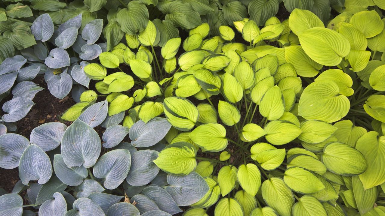 Multicolored hostas