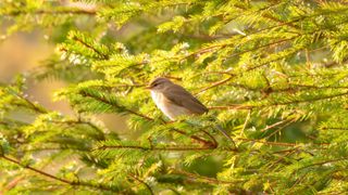 Bird on tree branch