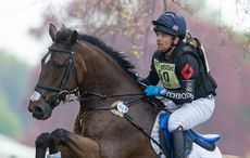 wilberry wonder pony sale