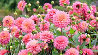 Pink dahlia in a garden