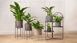 collection of peace lily plants in raised planters