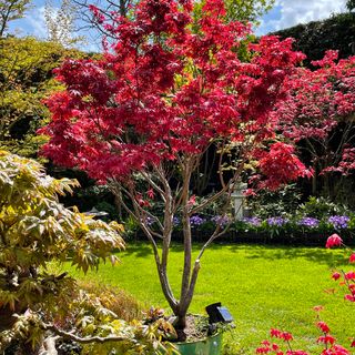 Red acer tree in pot