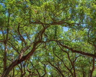 Southern live oak tree branches