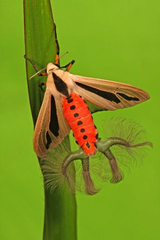 Male Creatonotos gangis moths have hairy scent organs that release pheromones during courtship.