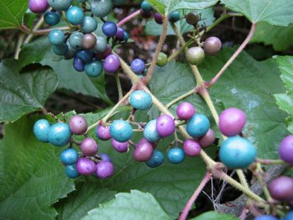 Porcelain Berry Vine With Multicolored Berries