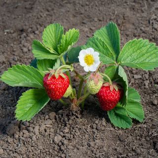 A strawberry plant flowering in soil
