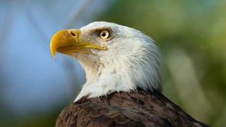 A bald eagle in Chesapeake Bay, Virginia features in the first episode of "The Americas" on NBC