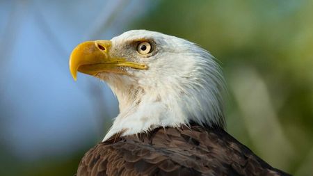 A bald eagle in Chesapeake Bay, Virginia features in the first episode of "The Americas" on NBC