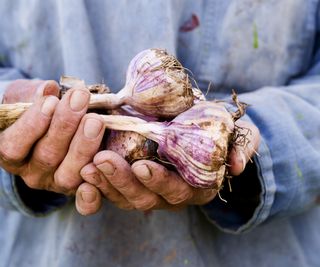 Hands holding a fresh harvest of garlic bulbs