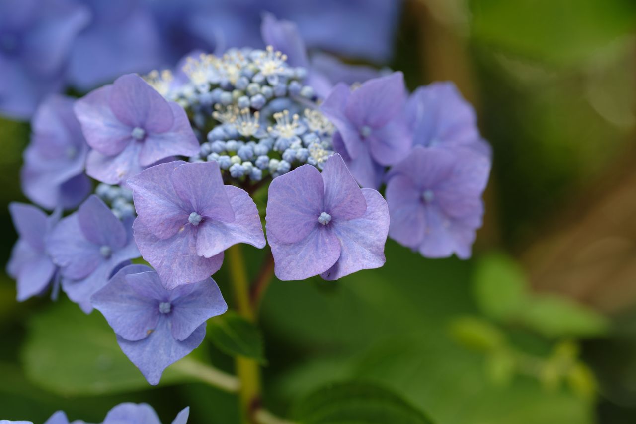 Viltrox AF 90mm F2.2 EVO and Fujifilm XF 90mm f/2 R LM WR lens comparisons: closeup of purple hydrangea with background foliage