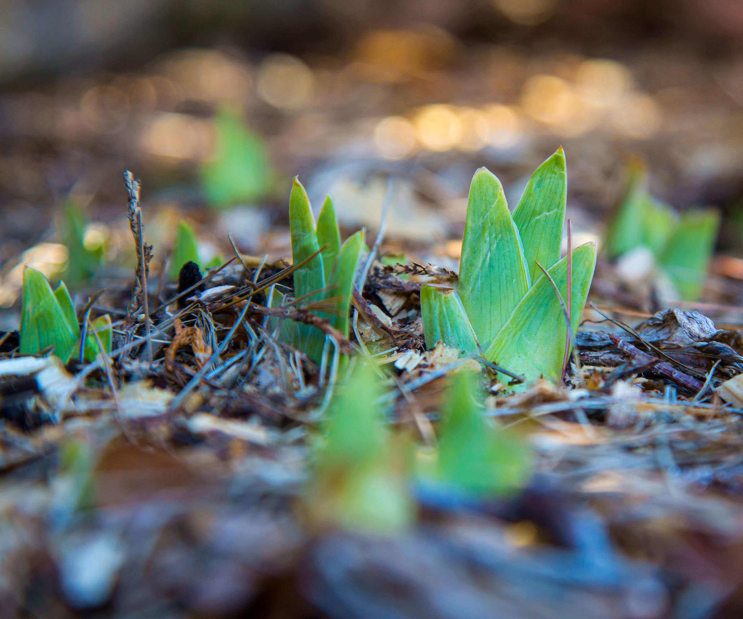 Small iris flower seedlings emerging in bed of mulch