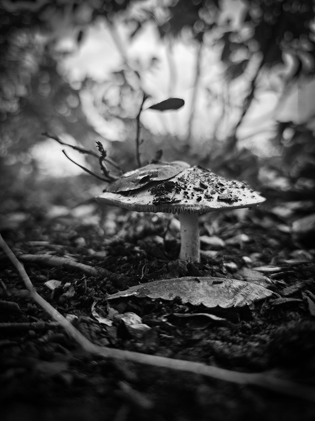 GuruShots - Powerful Black &amp; White Jan 26