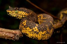 Atheris matildae Tanzania