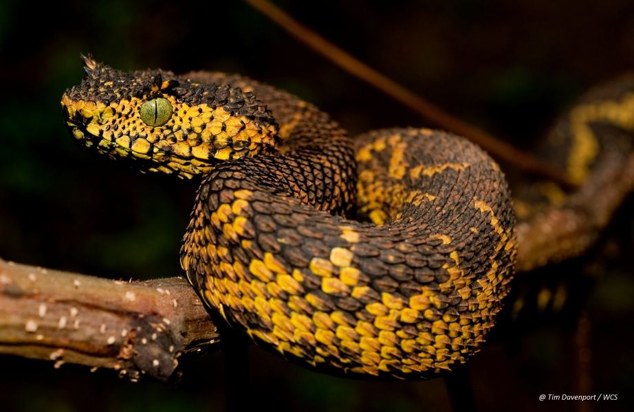 Atheris matildae Tanzania