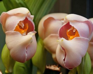 Anguloa uniflora - also known as the tulip orchid or swaddled baby