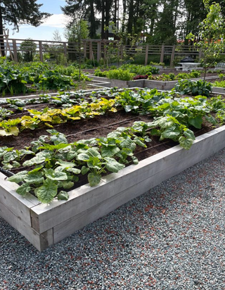 A picture of raised vegetable beds with a gravel path running throughout