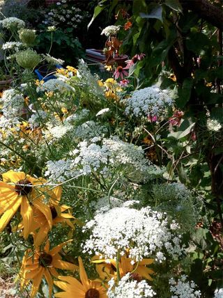 Queen Anne's lace weeds